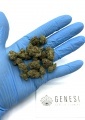 Cannabis Alto CBD Micro Buds