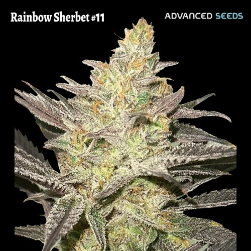 Rainbow Sherbet #11 Feminizada