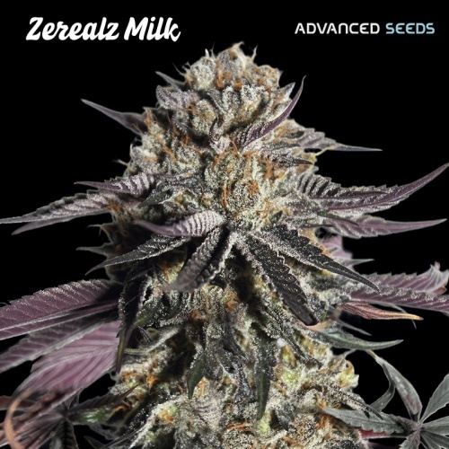 Zerealz Milk Feminizada