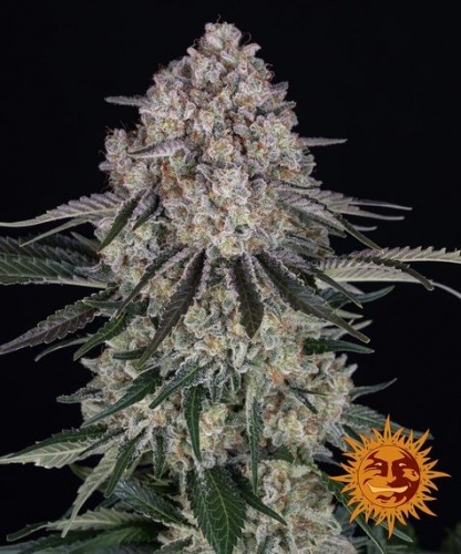 Sour Diesel Auto Feminizada