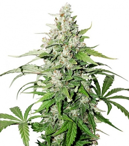 Auto Cinderella Jack Feminized RENOVACION