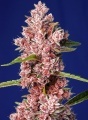 Tropicanna Poison F1 Fast Version Feminized