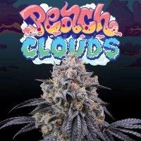 Peach Clouds Feminizada