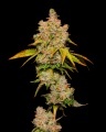 Lemon Cherry Sherb Feminizada