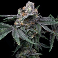 Mango x Hollywood feminizada