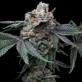 Mango x Hollywood feminizada