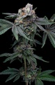 Mango x Hollywood feminizada