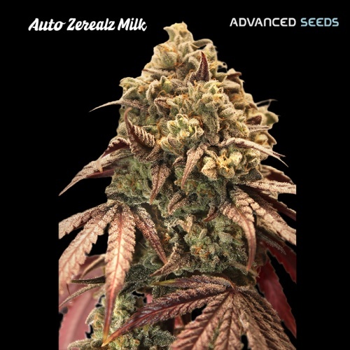 Auto Zerealz Milk Feminizada