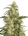 Skunk no.11 Feminized RENOVACION