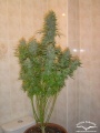 Skunk no.11 Feminized RENOVACION