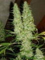 Skunk no.11 Feminized RENOVACION