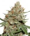 Skunk no.11 Feminized RENOVACION