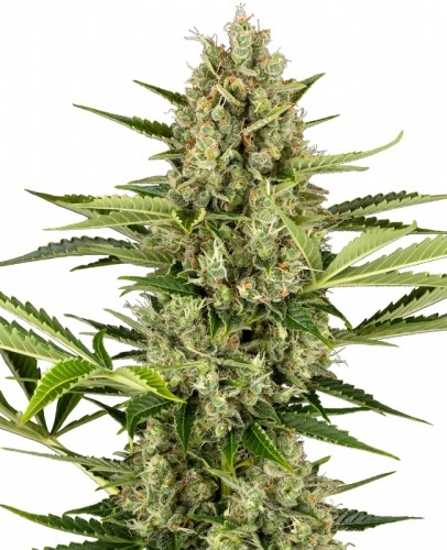 Jack Herer Autofloreciente Feminizada