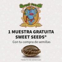 4 Graines Promotion Sweet Seeds