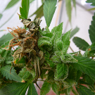 planta de cannabis afectada por botritis