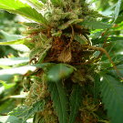 planta de cannabis afectada por botritis