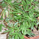 planta de cannabis afectada por oidio