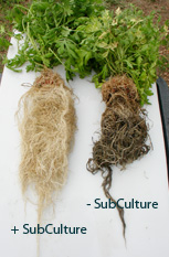 detalle subculture