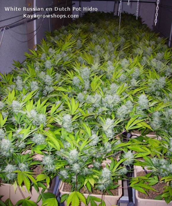White Russian en Dutch Pot