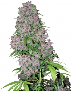 Purple Bud de White Label