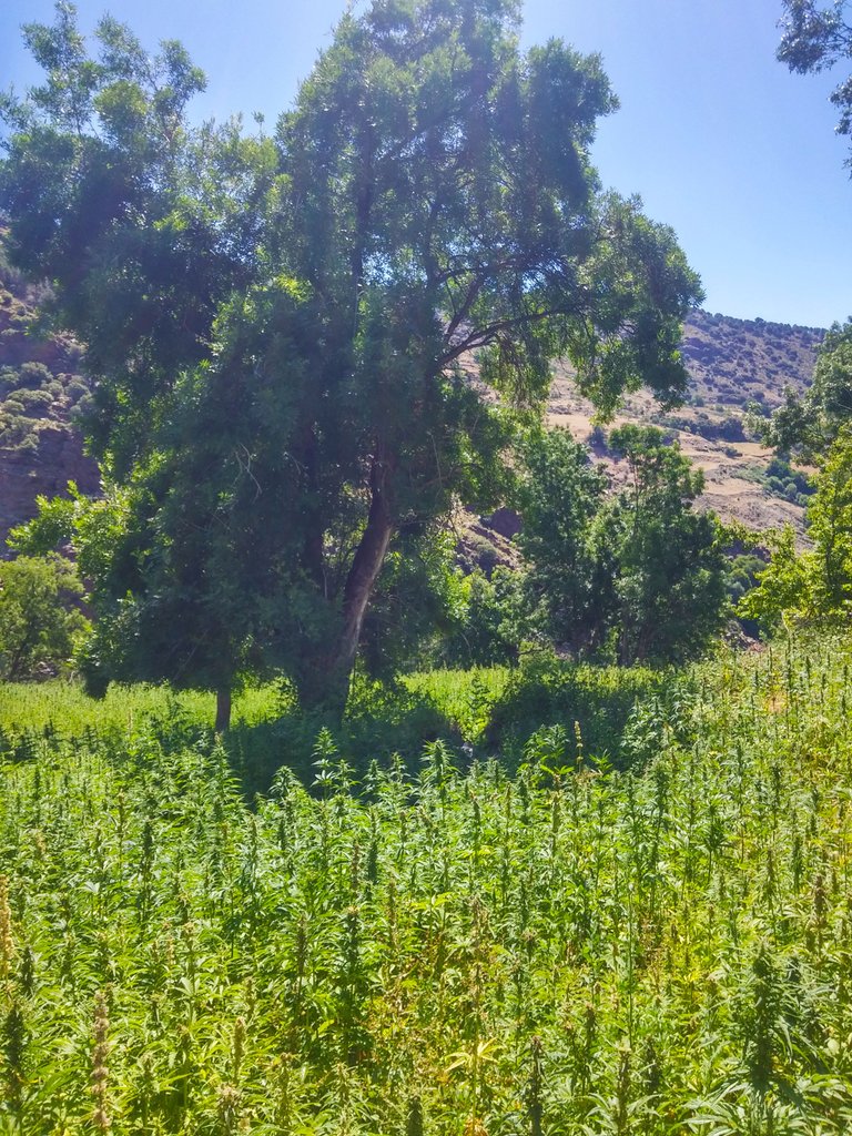 Cultivo de Marihuana en la Alpujarra