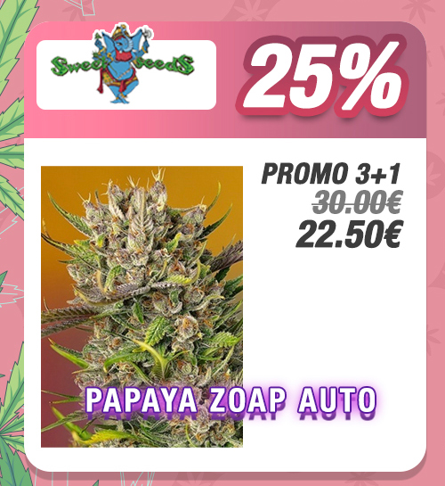 Promoción Papaya Zoap Auto Feminizada